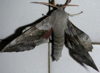 Poplar Hawk-moth (Laothoe populi), photo taken in France